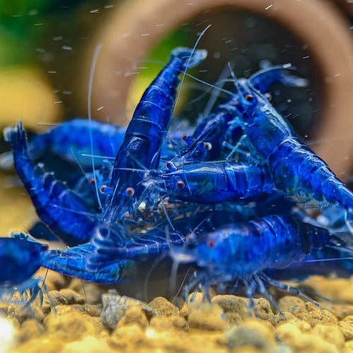Blue Dream - Neocaridina Davidi - Lot de 10 + 2