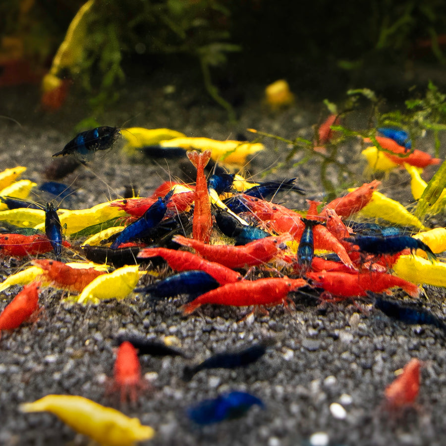 Skittles Mix - Neocaridina Davidi - Lot de 10 + 2