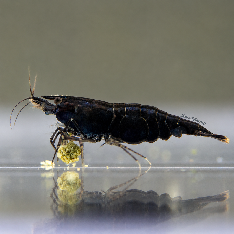 Black Sakura - Neocaridina Davidi - Lot de 10 + 2