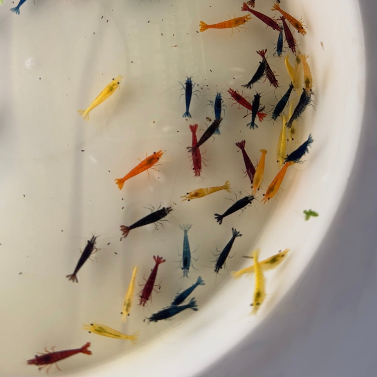 Skittles Mix - Neocaridina Davidi - Lot de 10 + 2