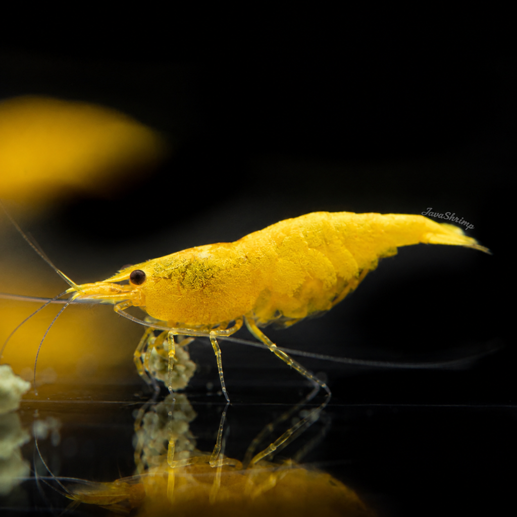 Golden Pumpkin - Neocaridina Davidi - Lot de 10 + 2
