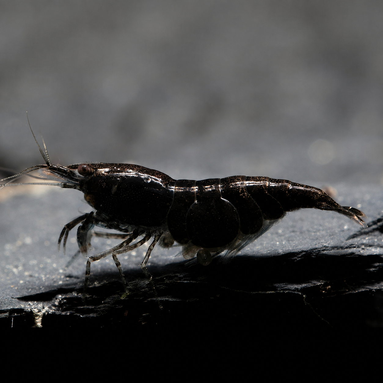 Black Sakura - Neocaridina Davidi - Lot de 10 + 2