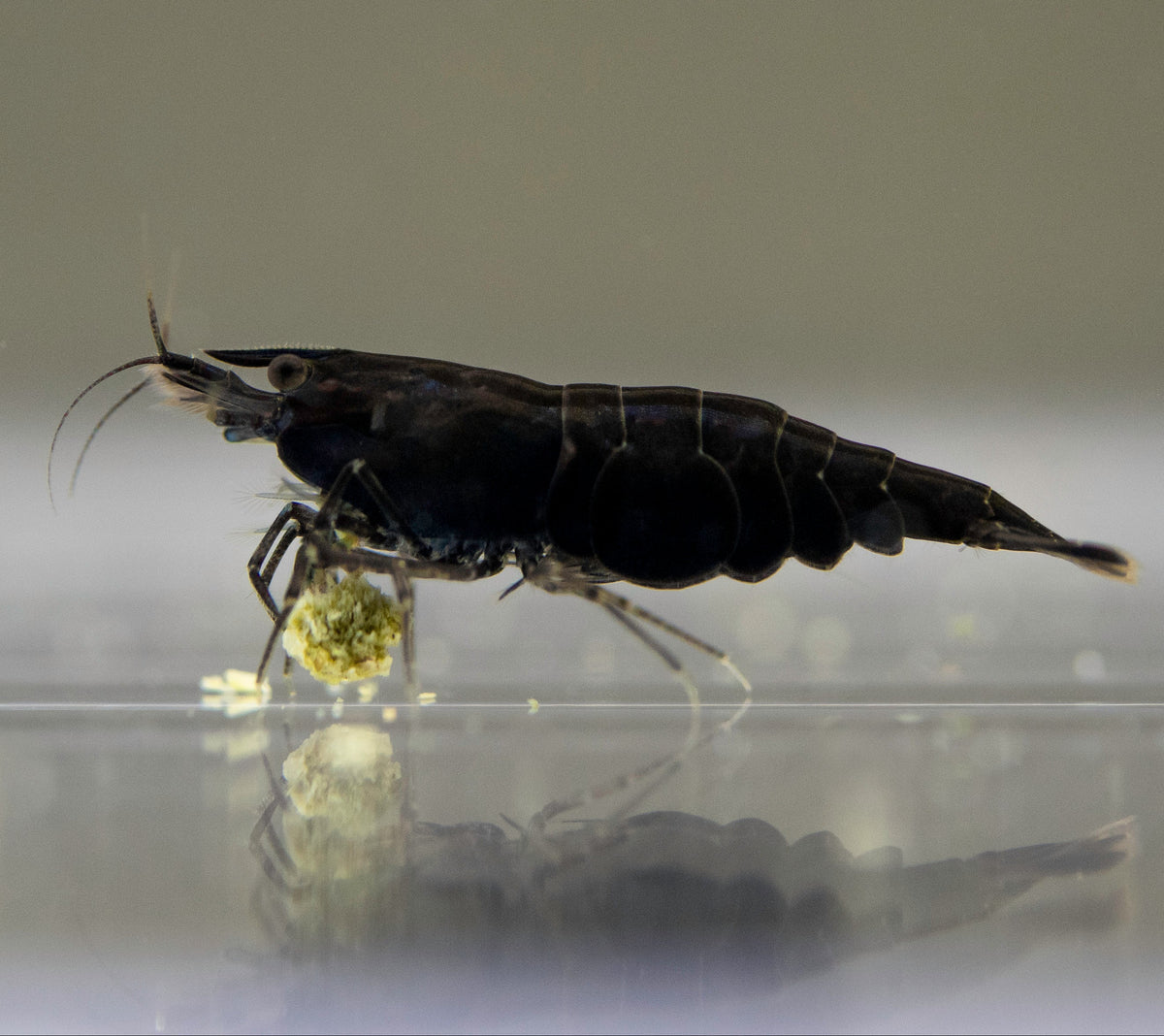 Neocaridina Black Sakura