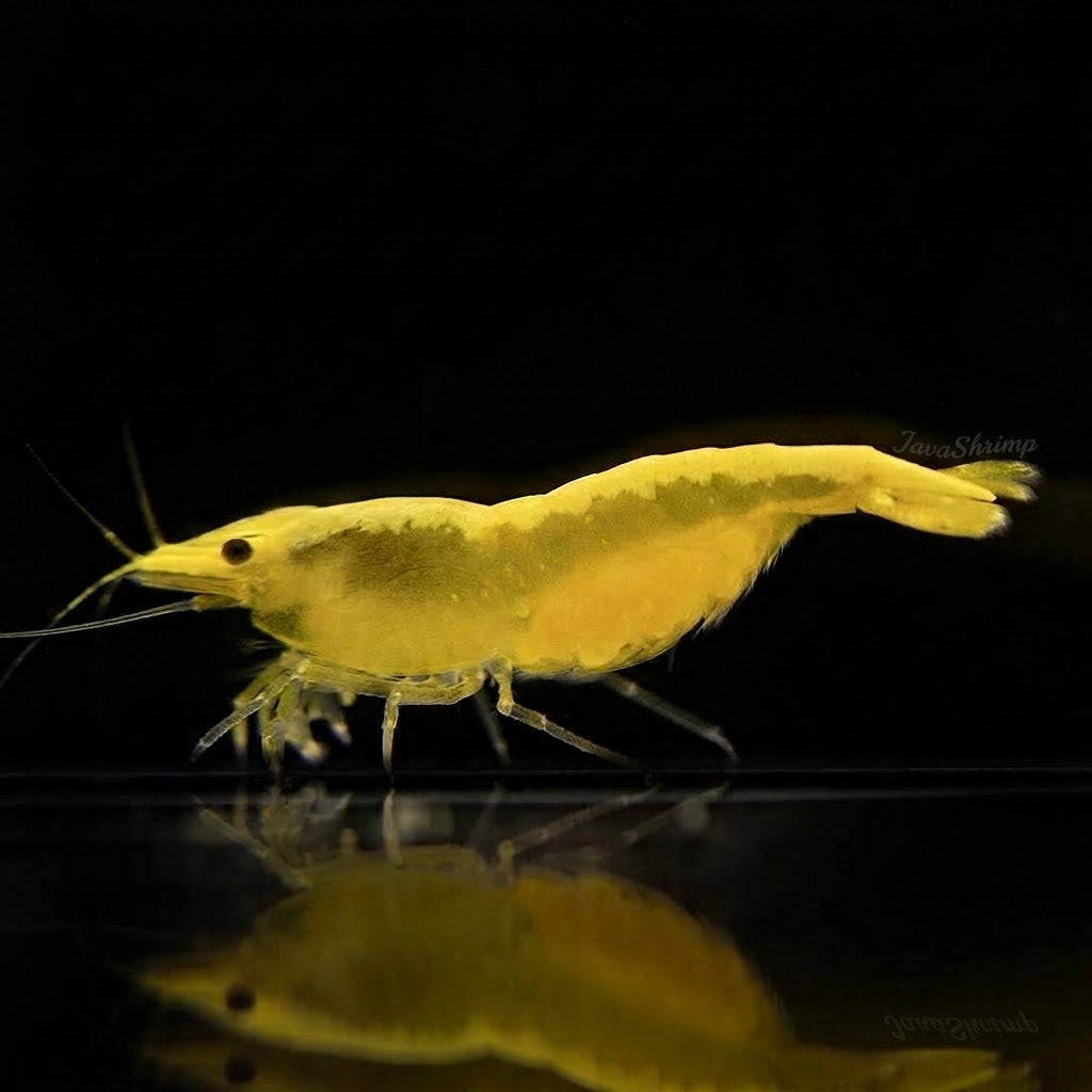 Yellow Néon - Neocaridina Davidi - Lot de 10 + 2