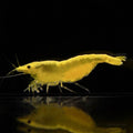 Yellow Néon - Neocaridina Davidi - Lot de 10 + 2