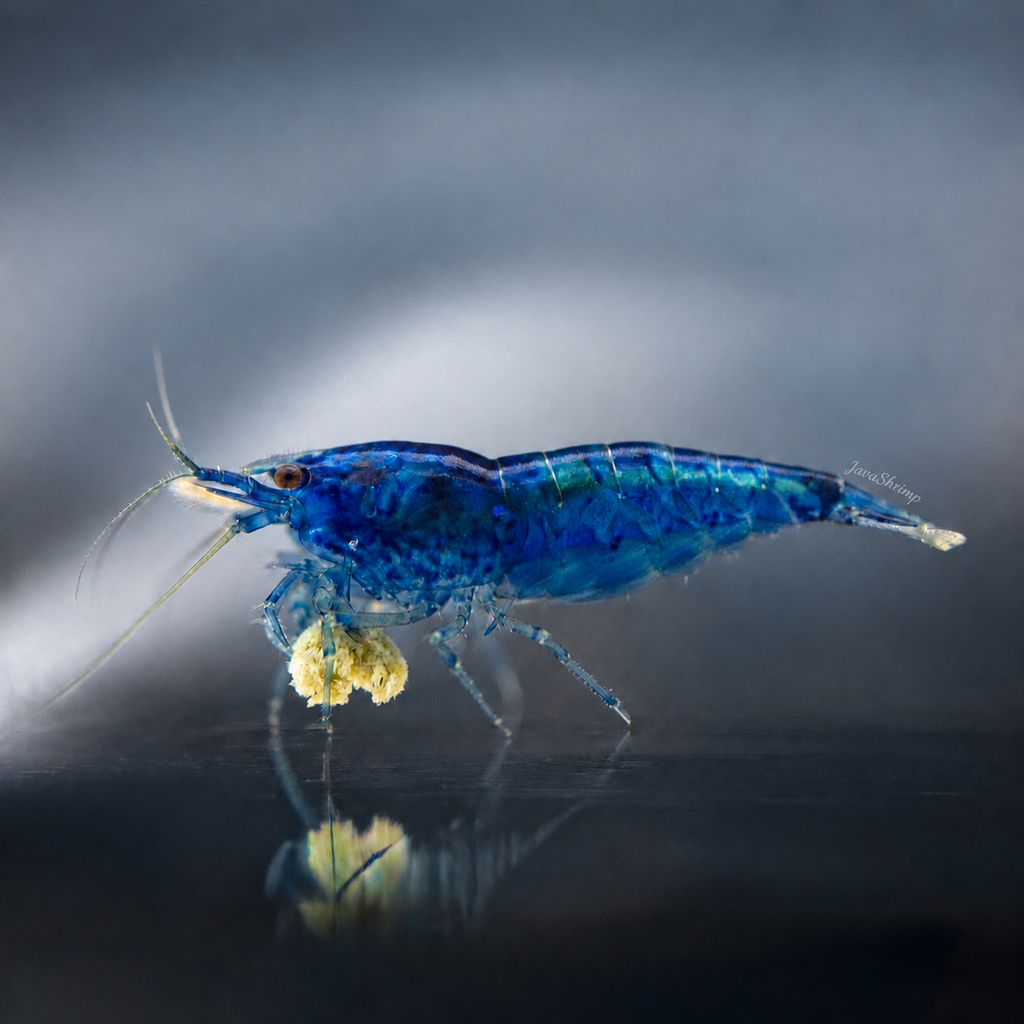 Blue Dream - Neocaridina Davidi - Lot de 10 + 2