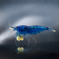 Blue Dream - Neocaridina Davidi - Lot de 10 + 2