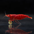 Bloody Mary - Neocaridina Davidi - Lot de 10 + 2