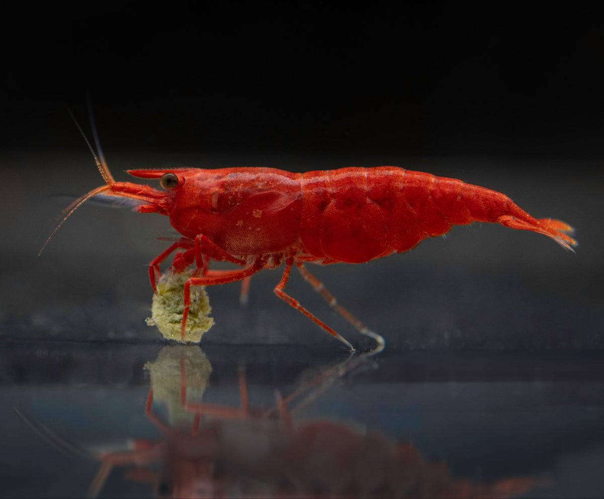 Neocaridina Bloody Mary