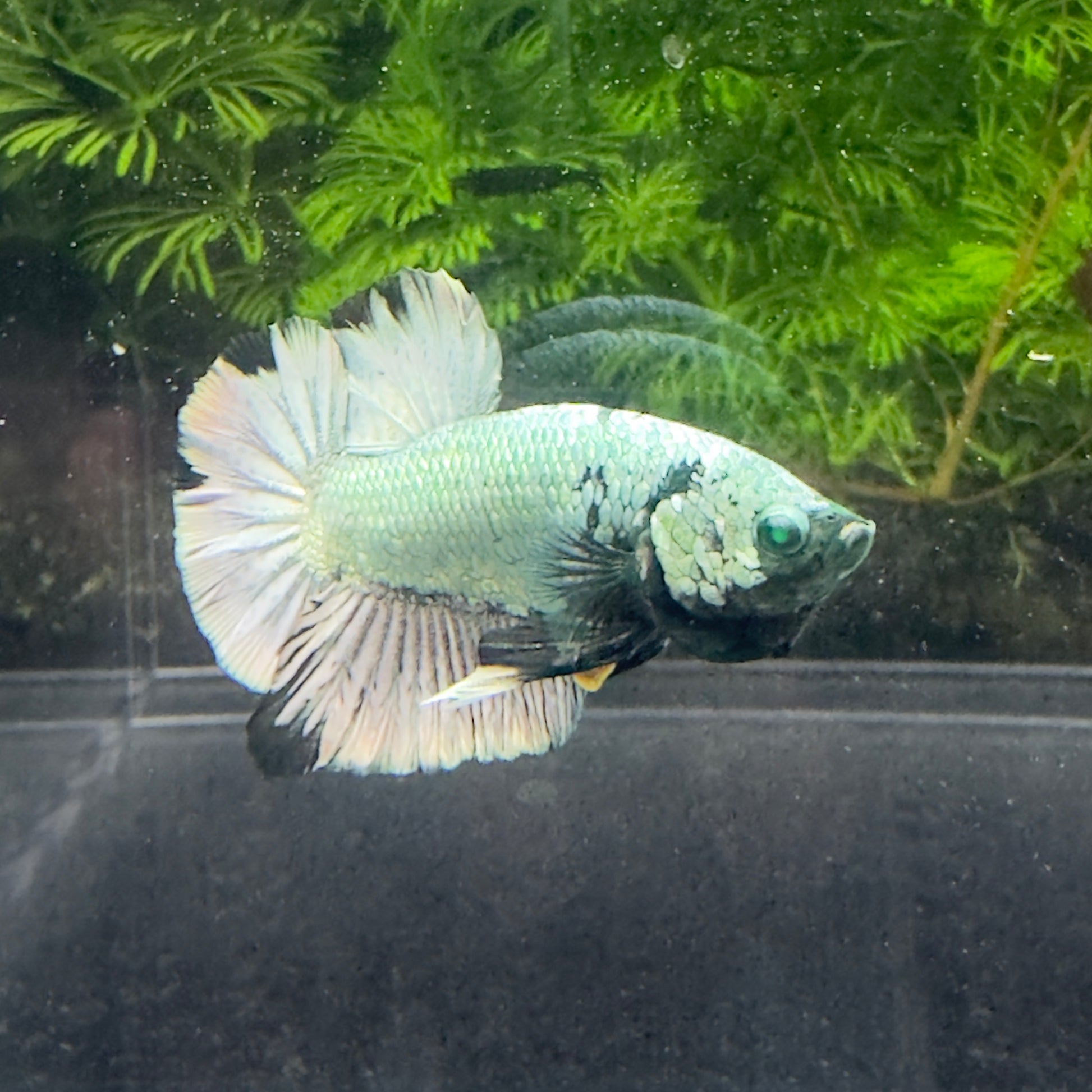 Betta Plakat Mâle - Métallique argenté