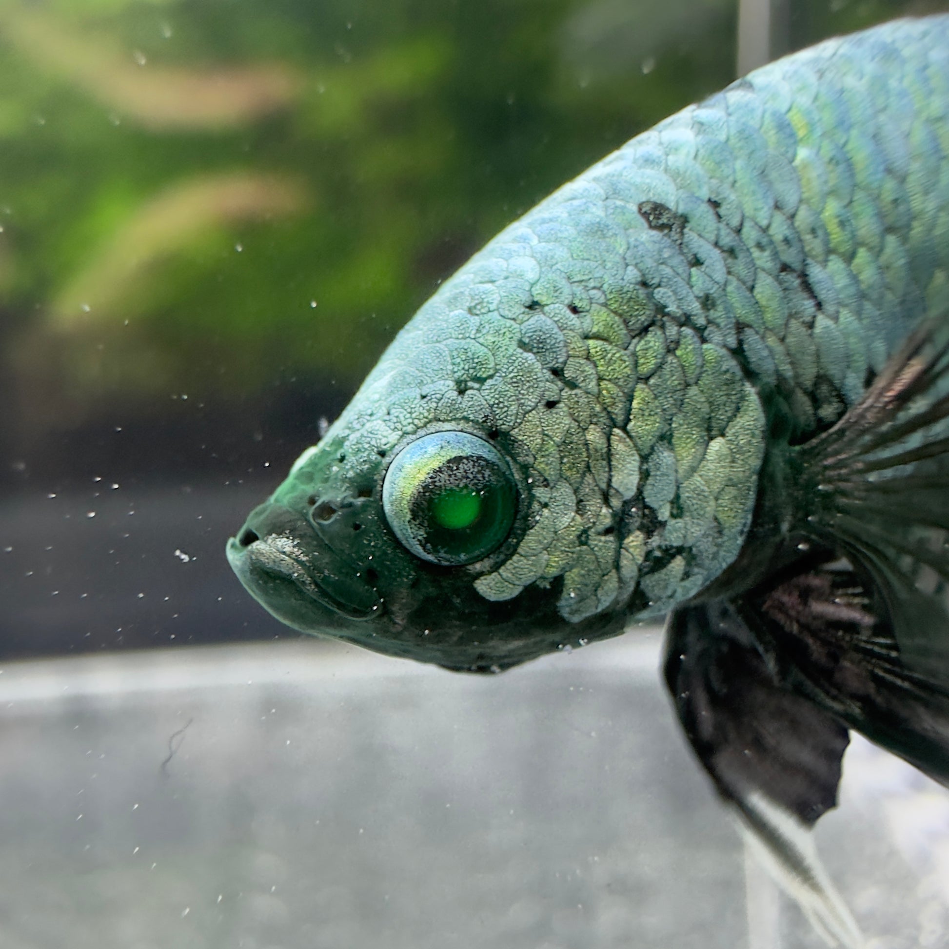 Betta Plakat Mâle - Métallique argenté