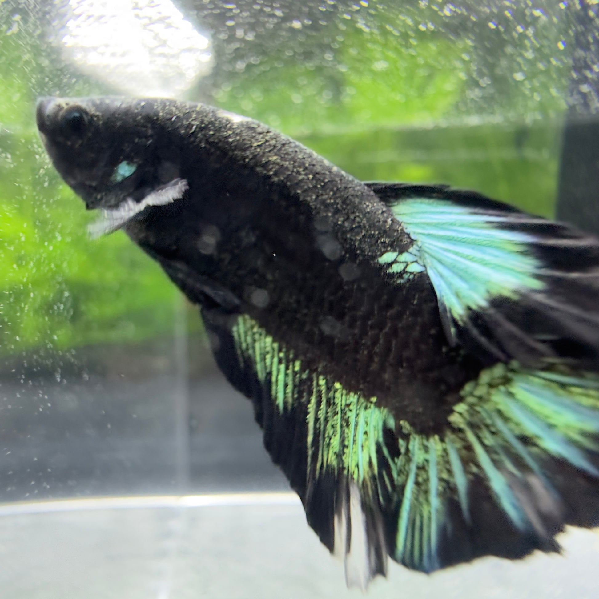 Betta Plakat Mâle - Black Blue Ice