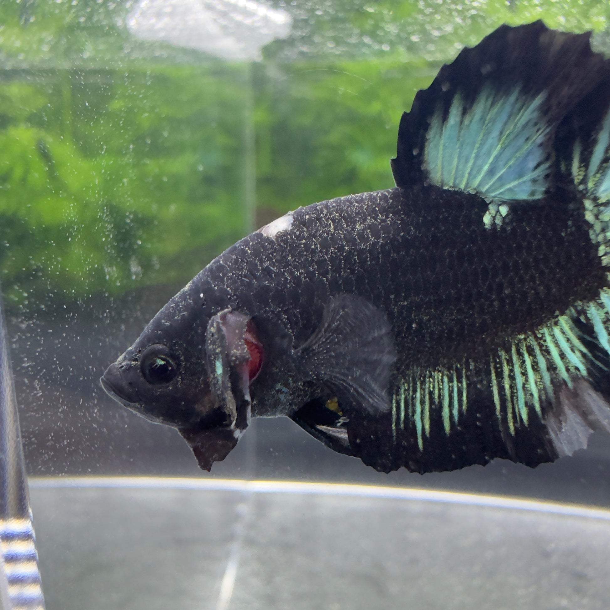 Betta Plakat Mâle - Black Blue Ice