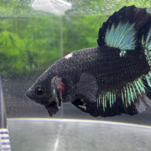 Betta Plakat Mâle - Black Blue Ice