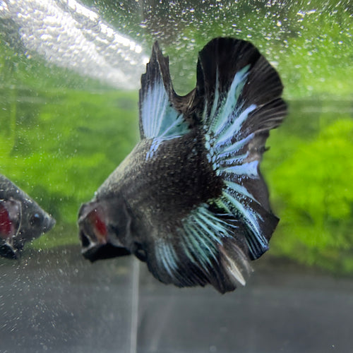 Betta Plakat Mâle - Black Blue Ice