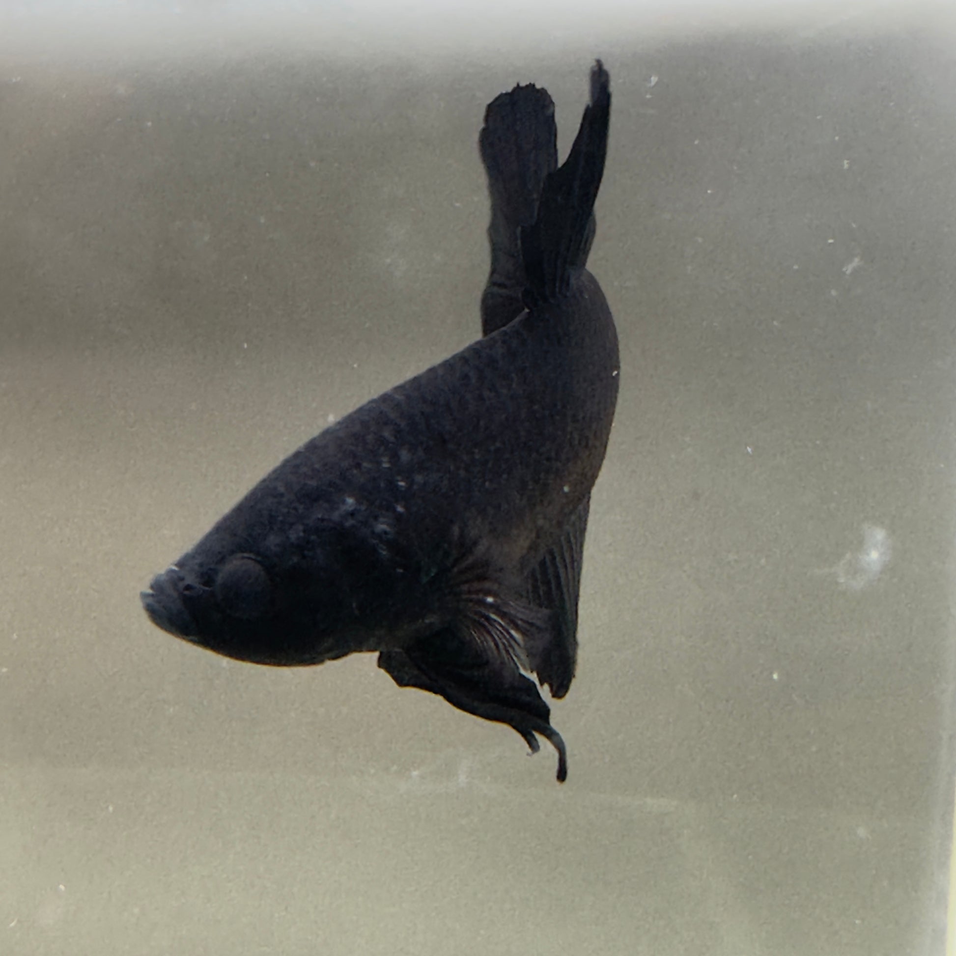 Betta Plakat Mâle - Black