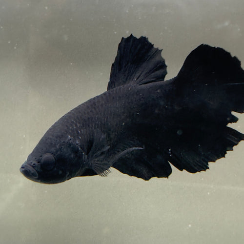 Betta Plakat Mâle - Black