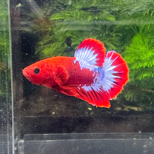 Betta Plakat Mâle - Hellboy
