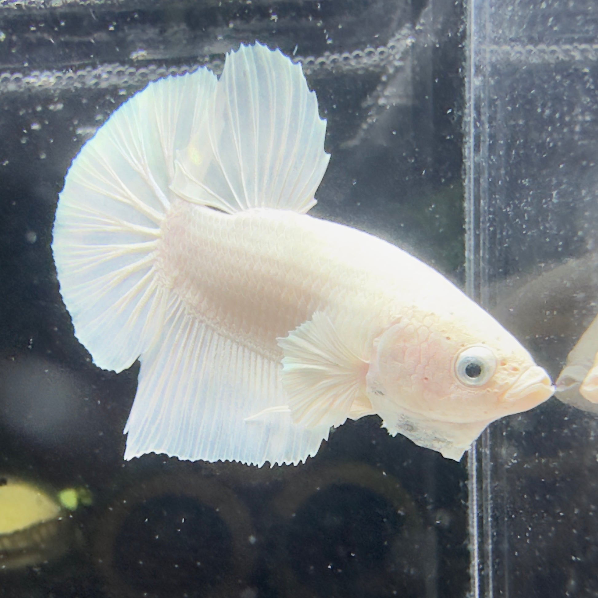 Betta Plakat Mâle - White Platinum