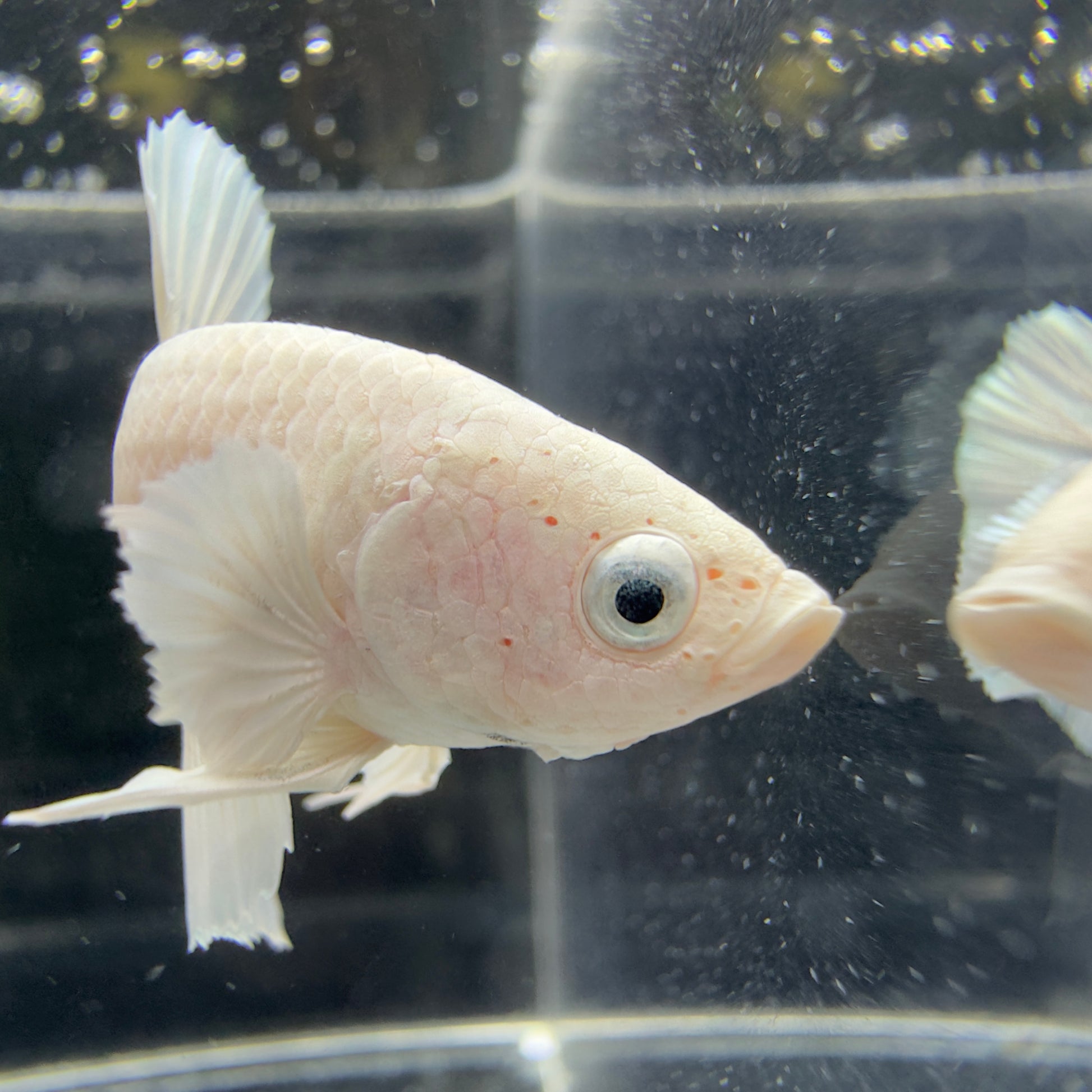Betta Plakat Mâle - White Platinum