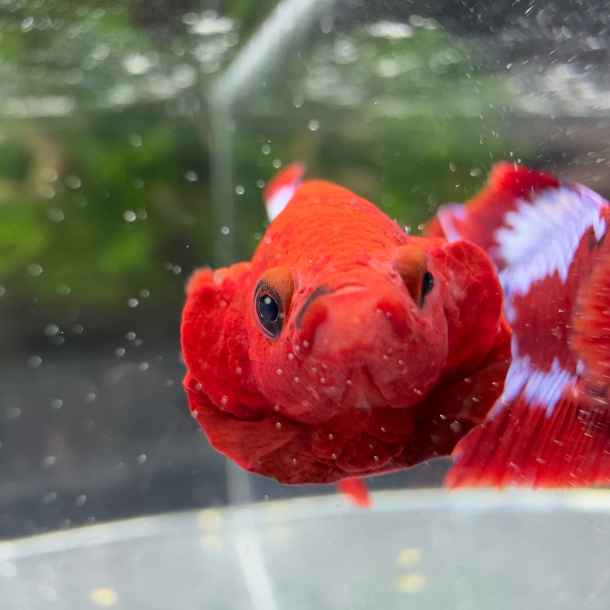 Betta Plakat Mâle - Hellboy
