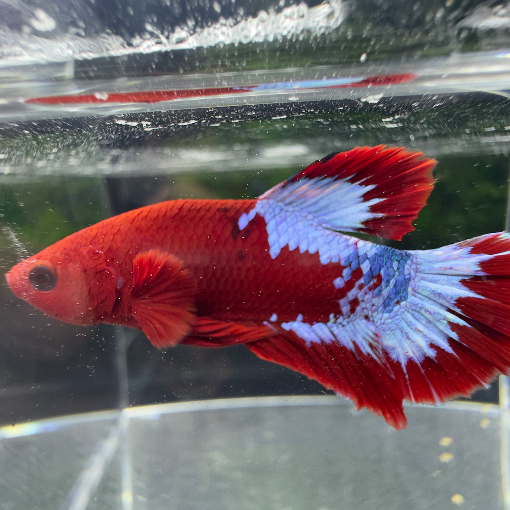 Betta Plakat Mâle - Hellboy