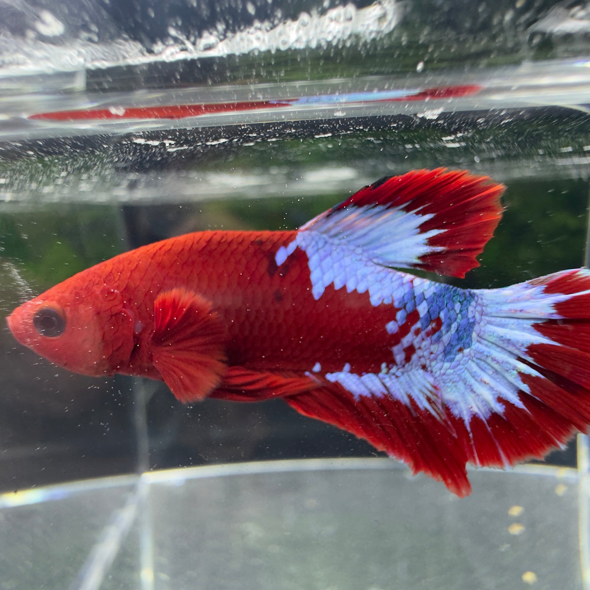 Betta Plakat Mâle - Hellboy