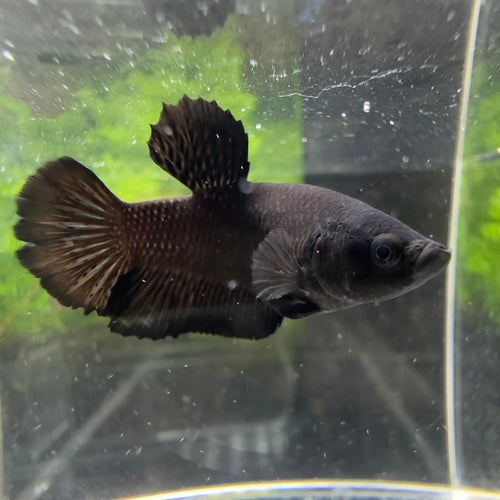 Betta Plakat Femelle - Black