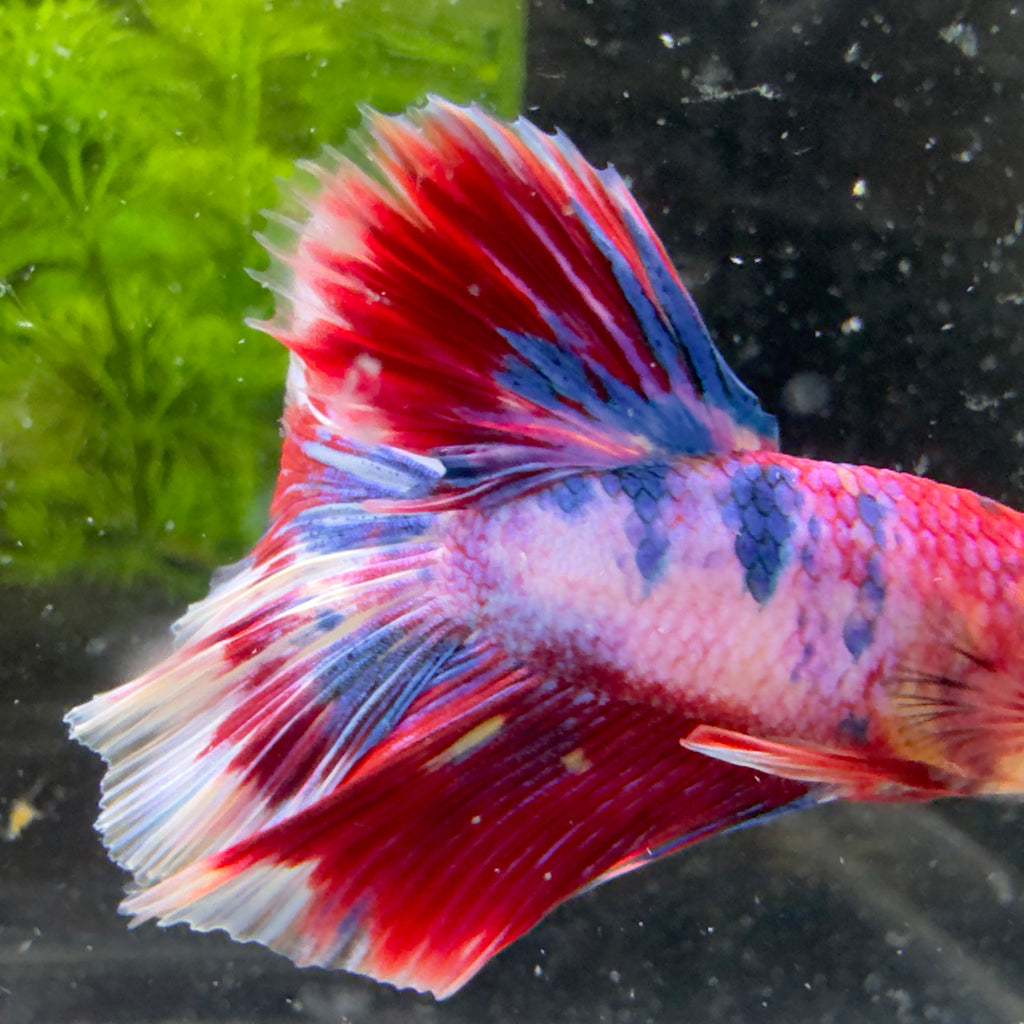 Betta Halfmoon Mâle - Rainbow