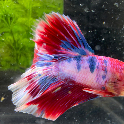 Betta Halfmoon Mâle - Rainbow