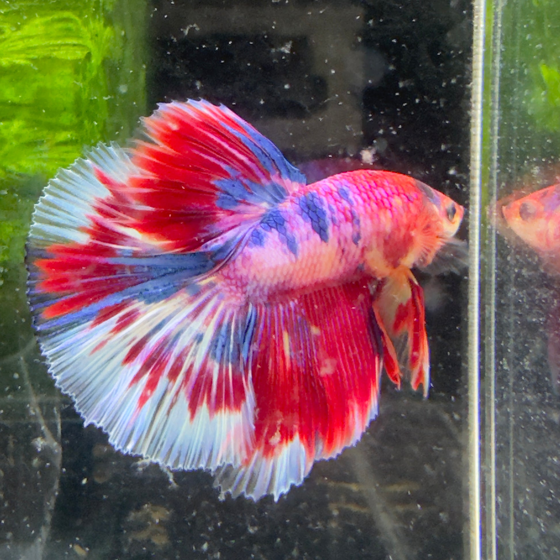 Betta Halfmoon Mâle - Rainbow