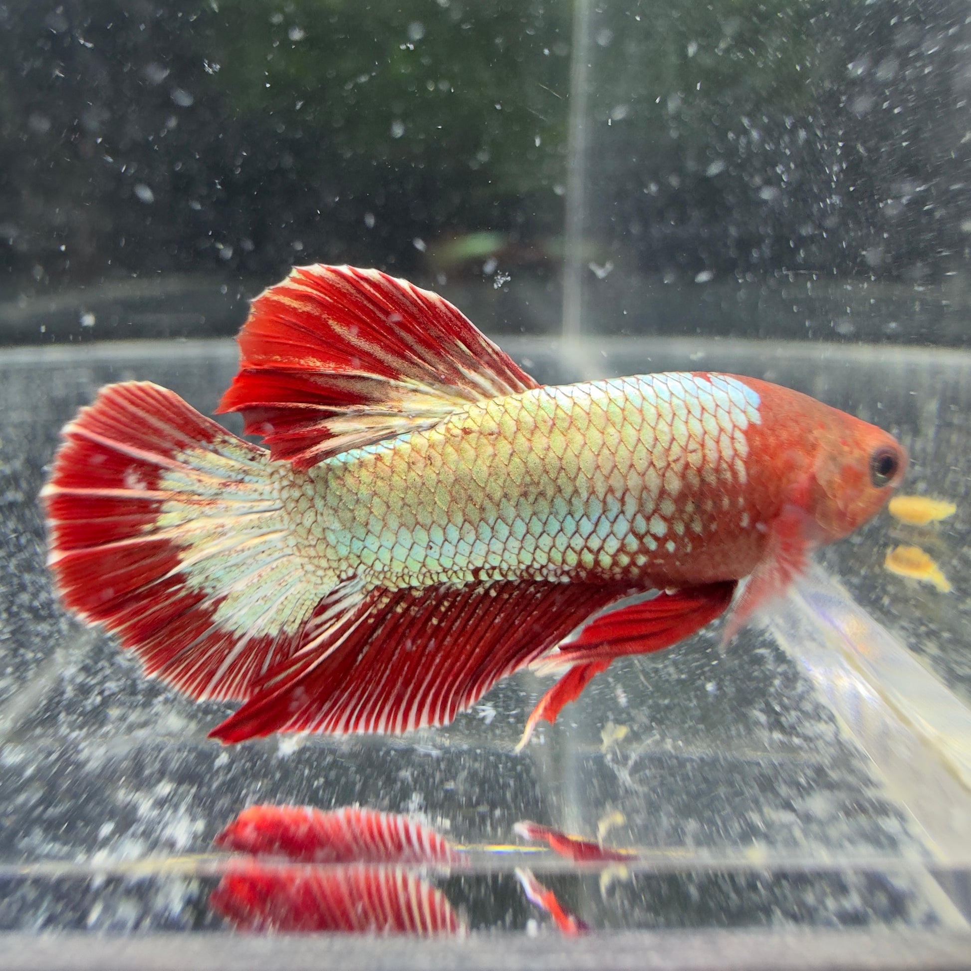 Betta Plakat Mâle - Red Dragon