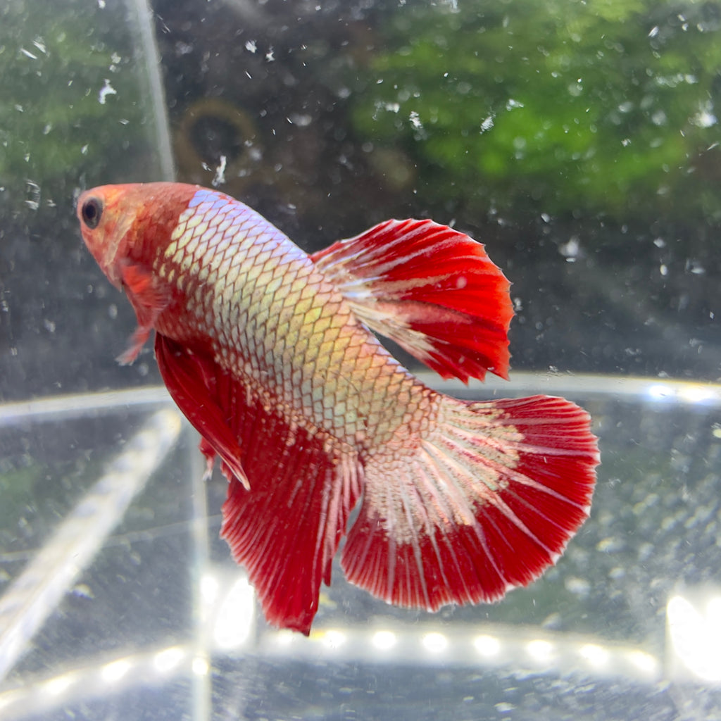 Betta Plakat Mâle - Red Dragon