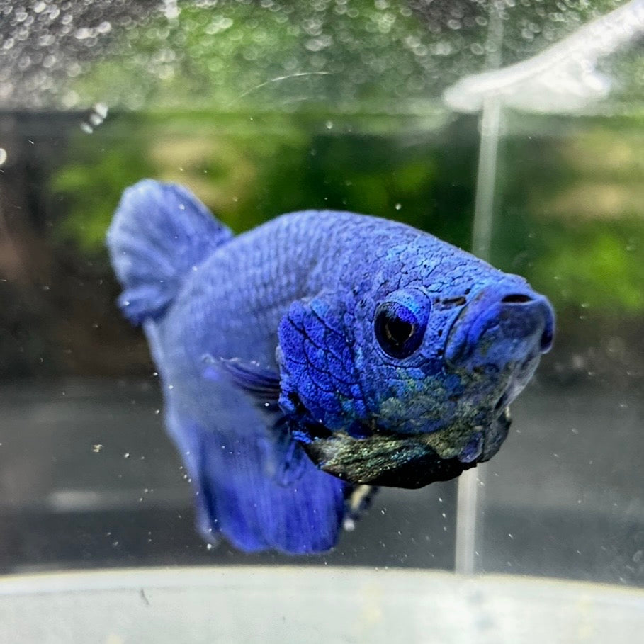 Betta Plakat Mâle - Bleu électrique
