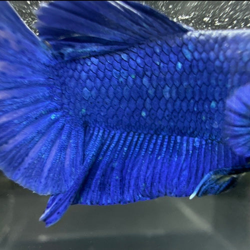 Betta Plakat Mâle - Bleu électrique