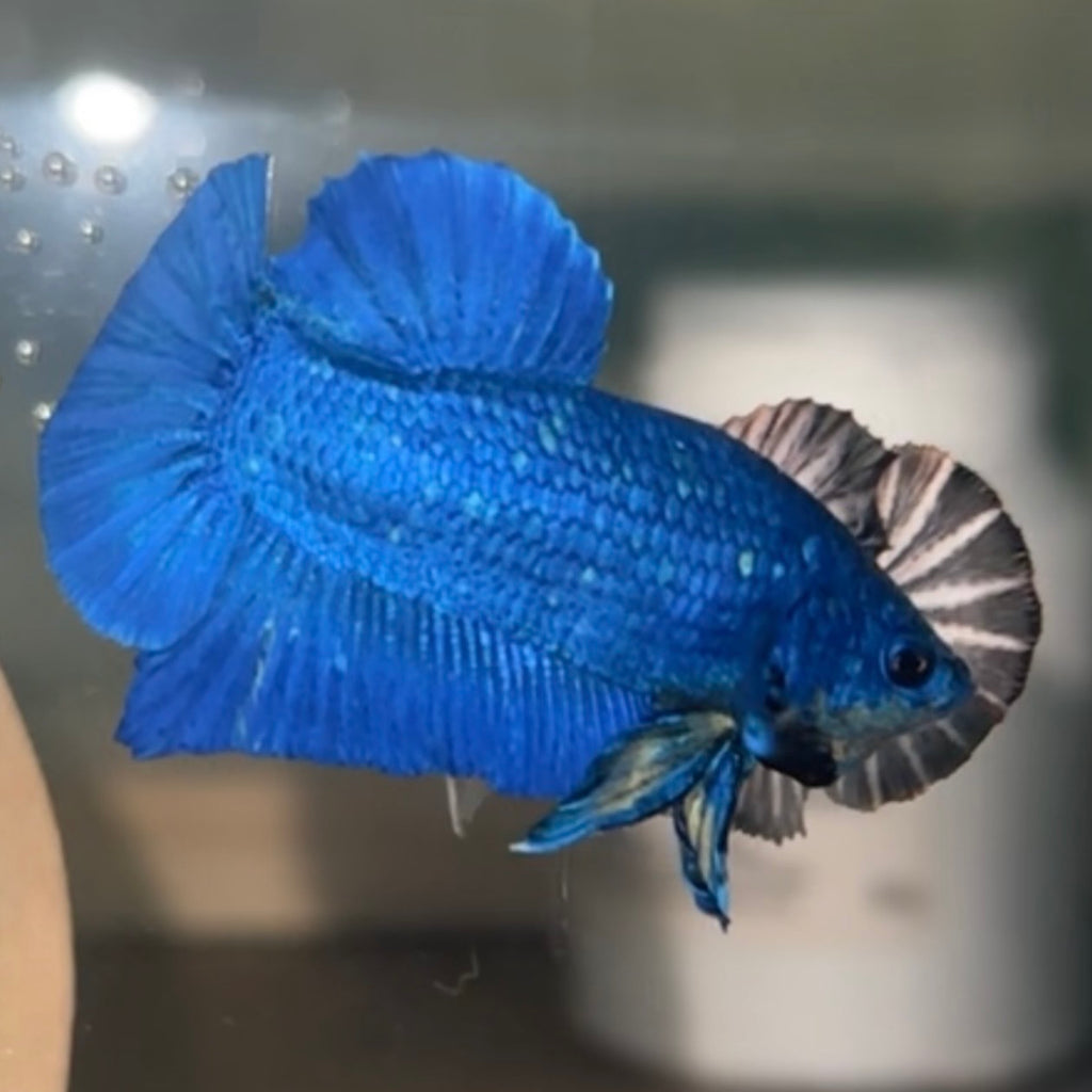 Betta Plakat Mâle - Bleu électrique