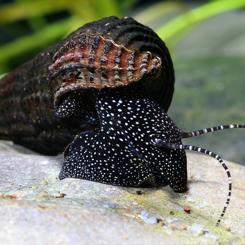 Tylomelania patriarchalis