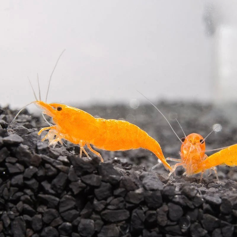 Orange Sunkist - Neocaridina Davidi - Lot de 10 + 2