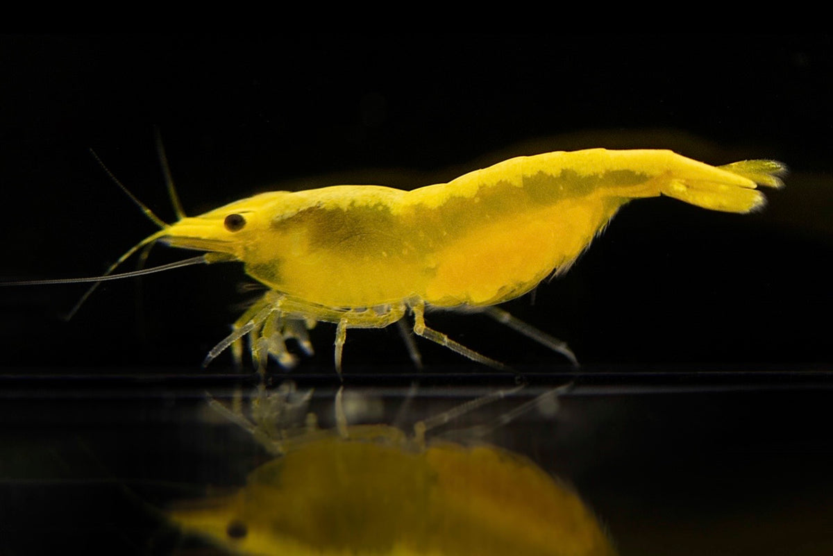 Neocaridina Yellow Neon