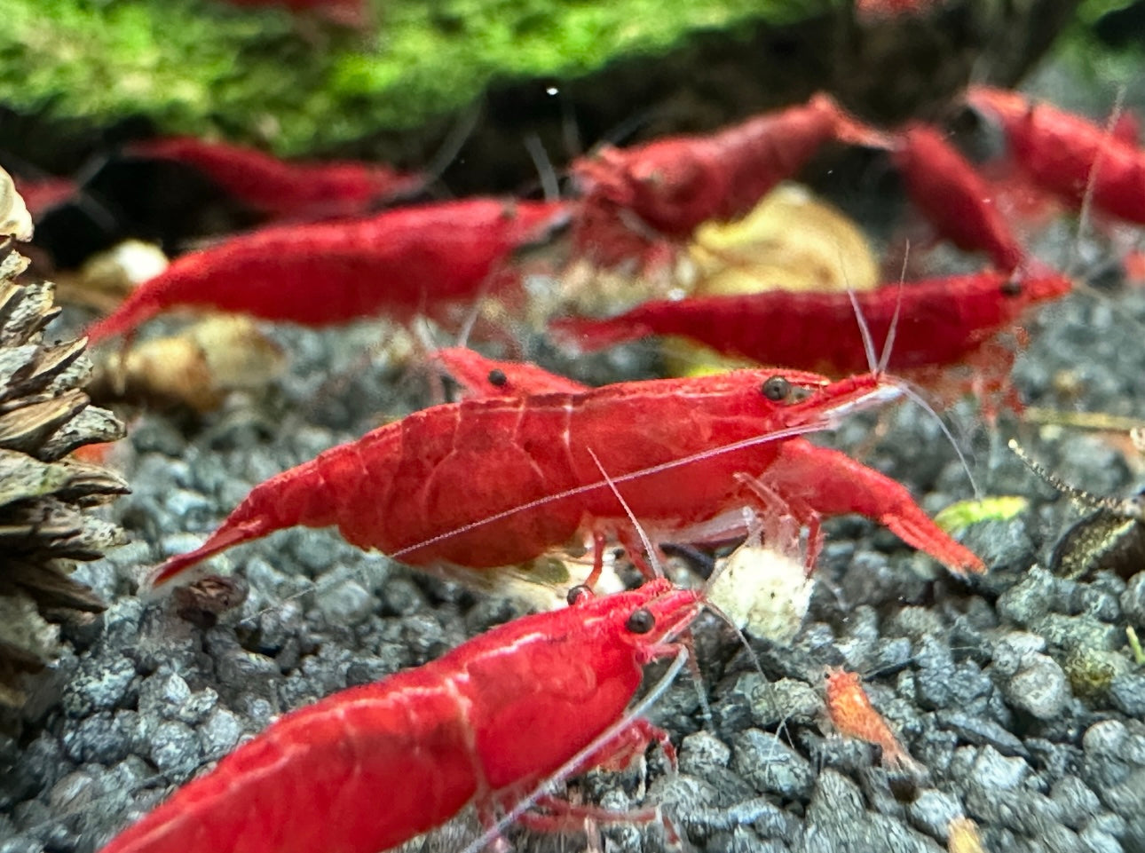 Bloody Mary - Neocaridina Davidi - Lot de 10 + 2