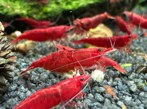 Bloody Mary - Neocaridina Davidi - Lot de 10 + 2