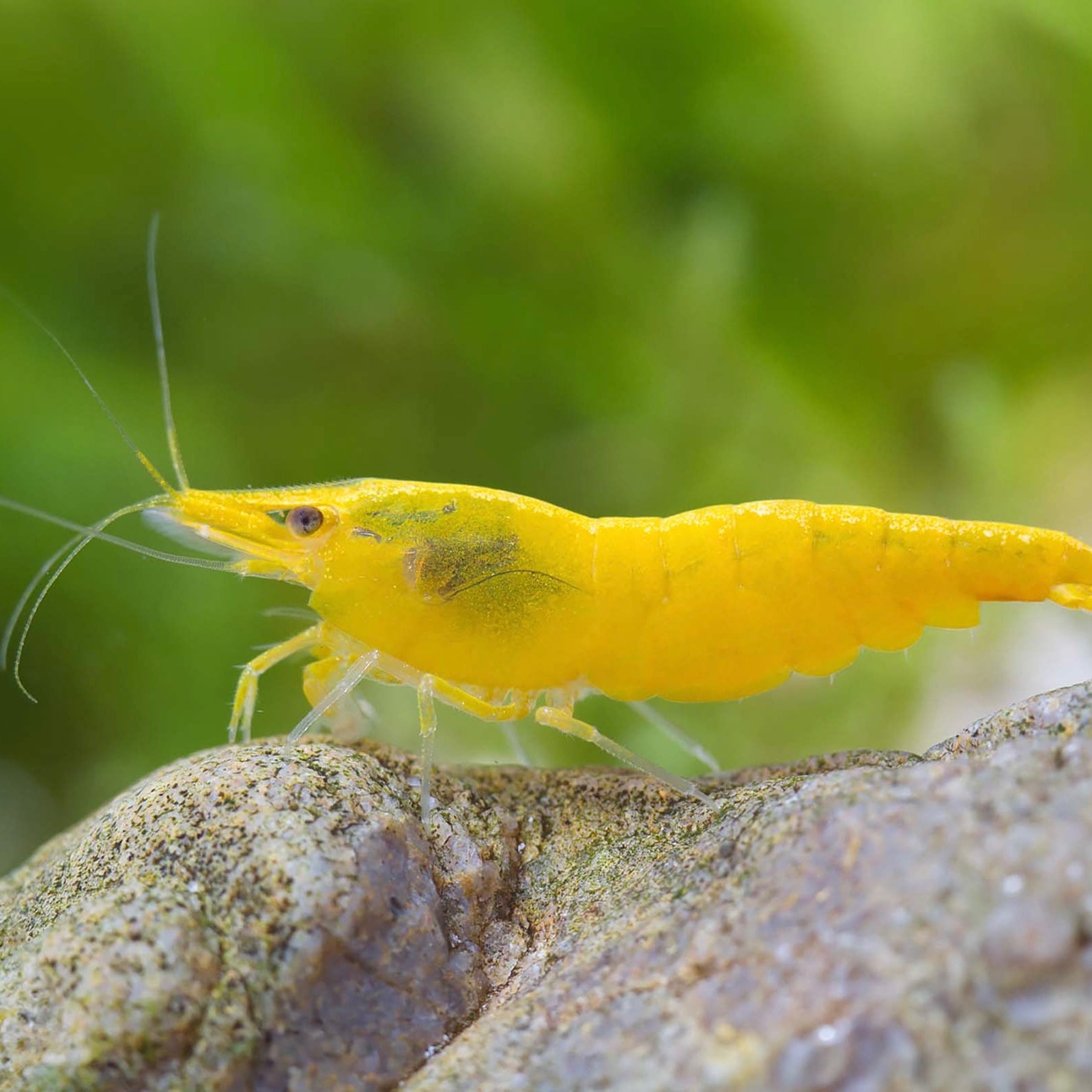 Yellow Fire - Neocaridina Davidi - Lot de 10 + 2