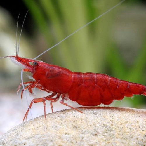 Bloody Mary - Neocaridina Davidi - Lot de 10 + 2