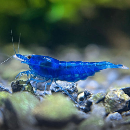 Blue Dream - Neocaridina Davidi - Lot de 10 + 2