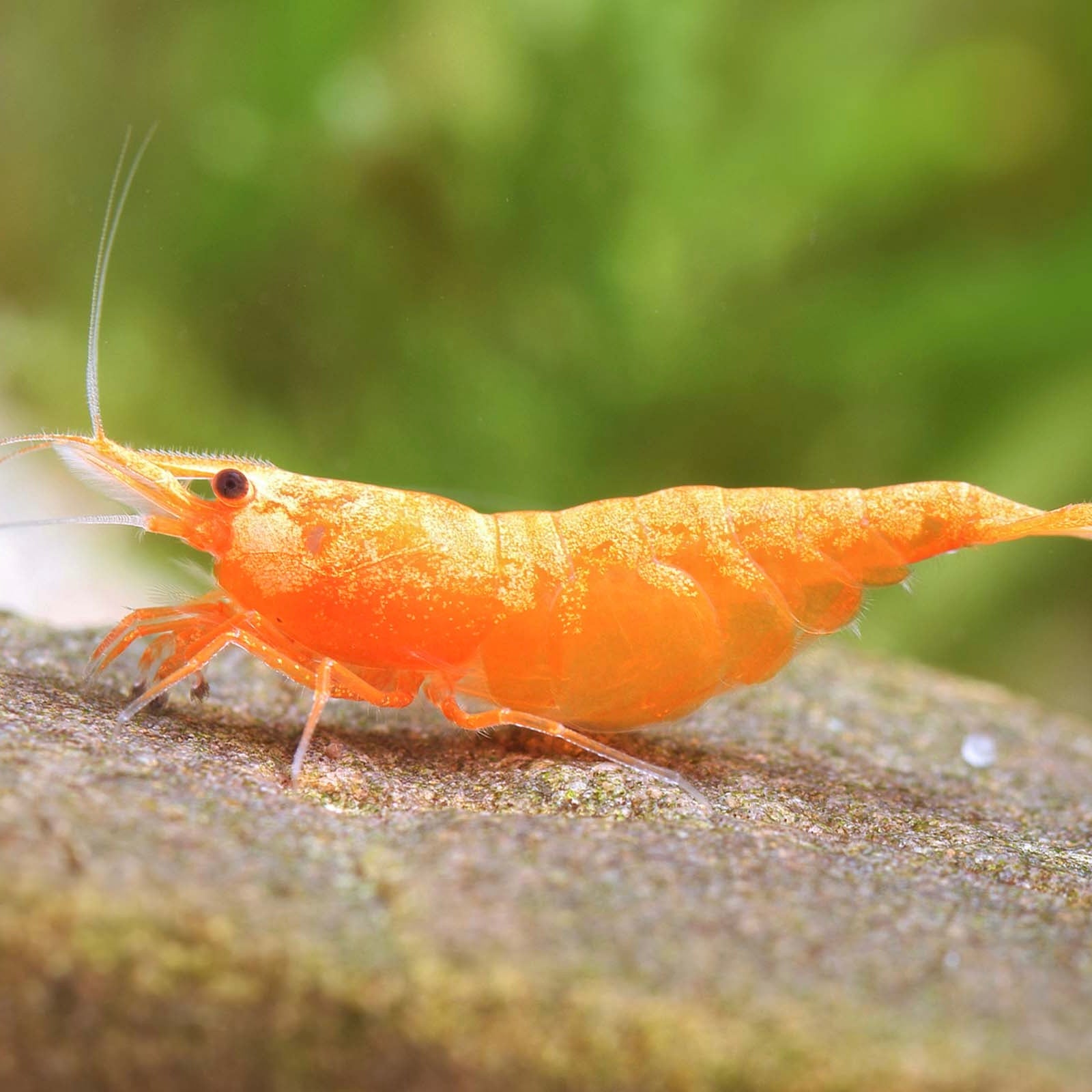 Orange Sakura - Neocaridina Davidi - Lot de 10 + 2