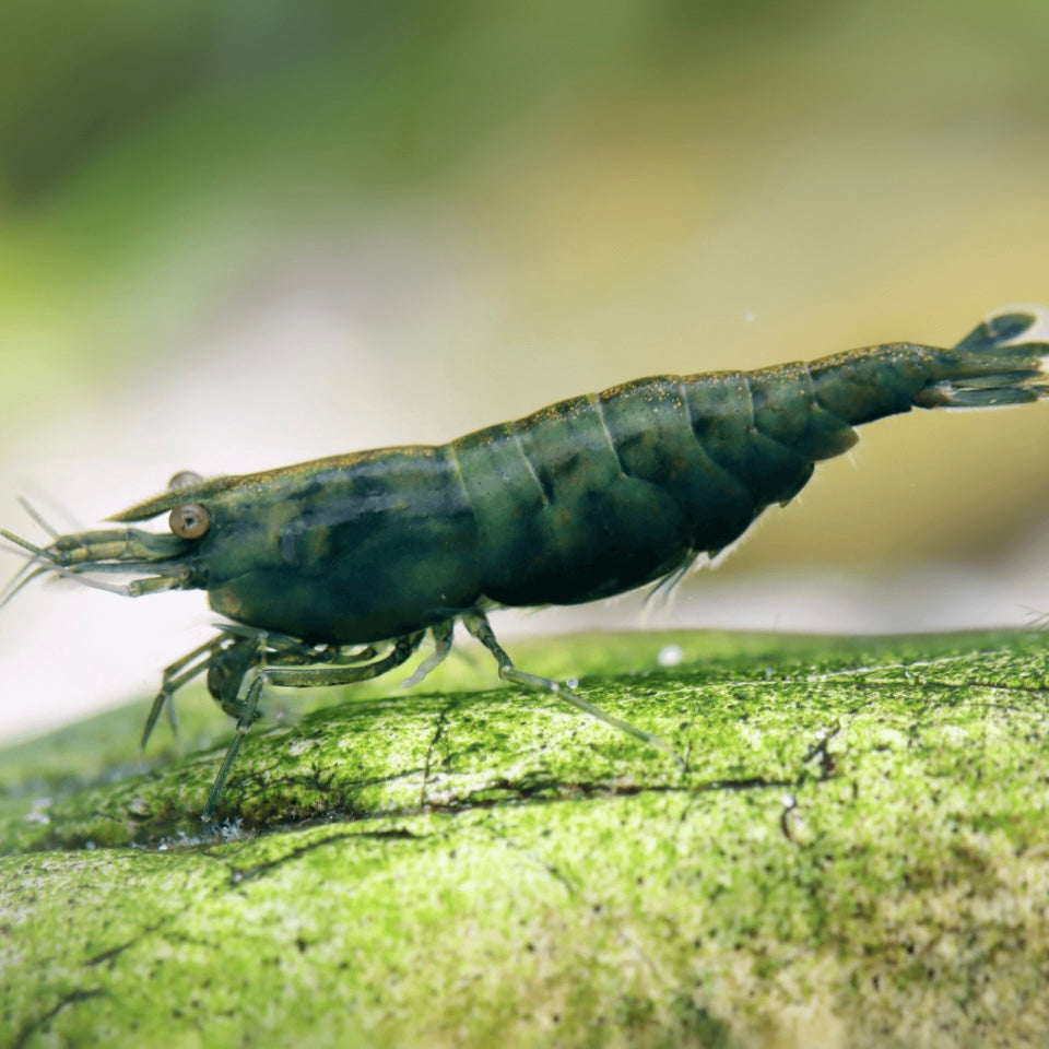 Green Hulk - Neocaridina Davidi - Lot de 10 + 2