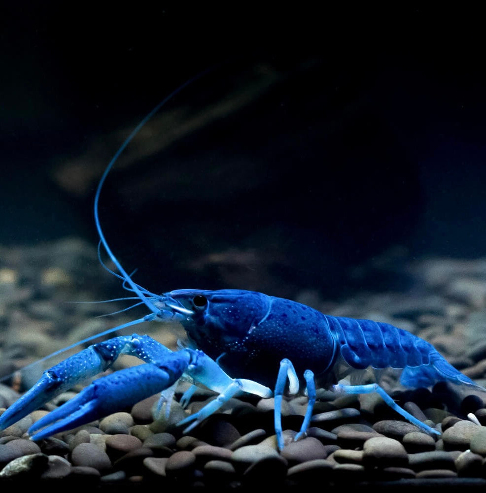 Écrevisse Bleue de Floride - Procambarus Alleni