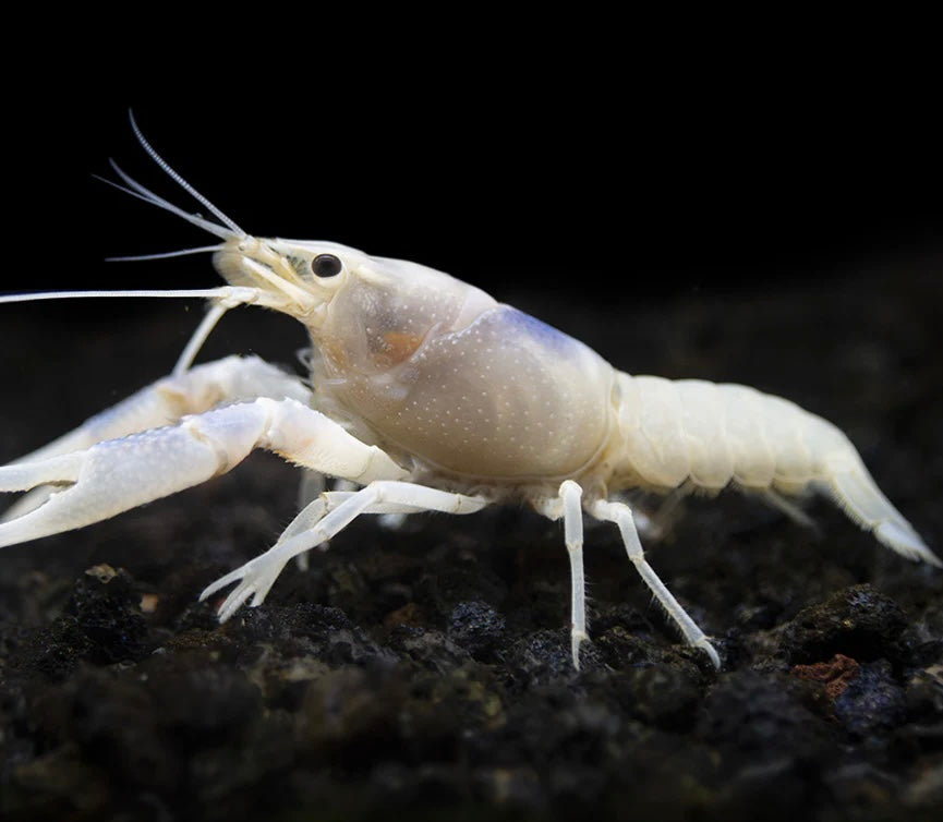 Écrevisse Procambarus Alleni sp. Snow White