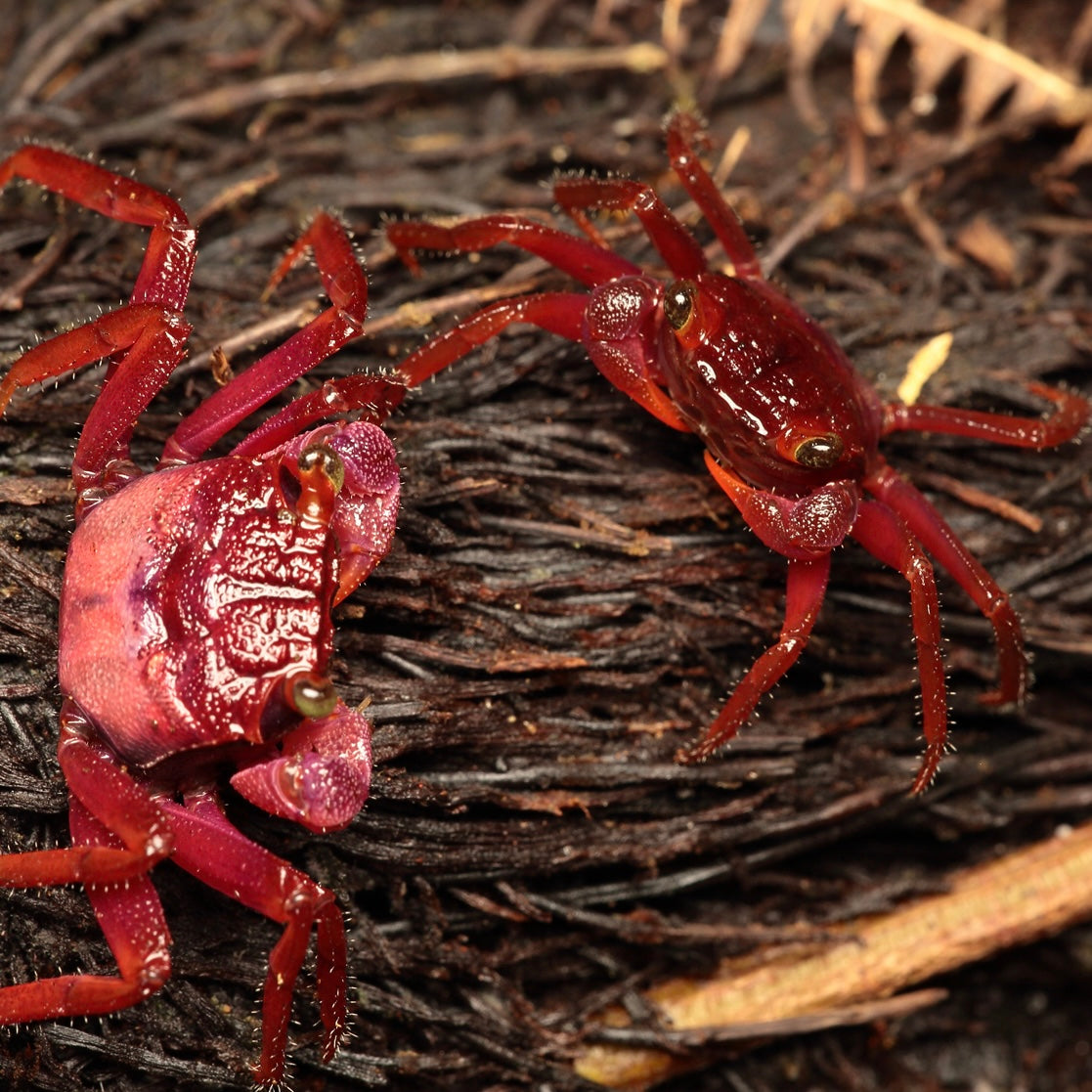 Femelle - Crabe Vampire Geosesarma larsi Red