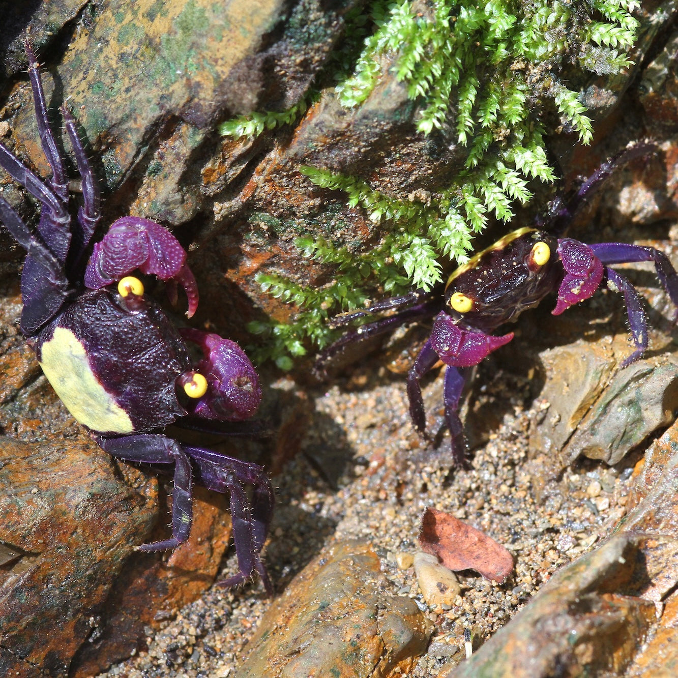 Femelle - Crabe Vampire Geosesarma sp. dennerle "Purple”